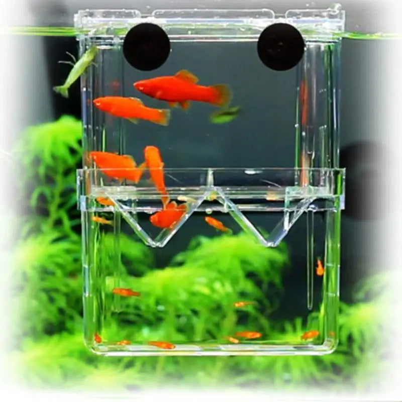 Acrylic isolation box, fish tank incubator, aquaculture box, aquarium supplies, peacock fish aquaculture box, aquarium Taj Home Store