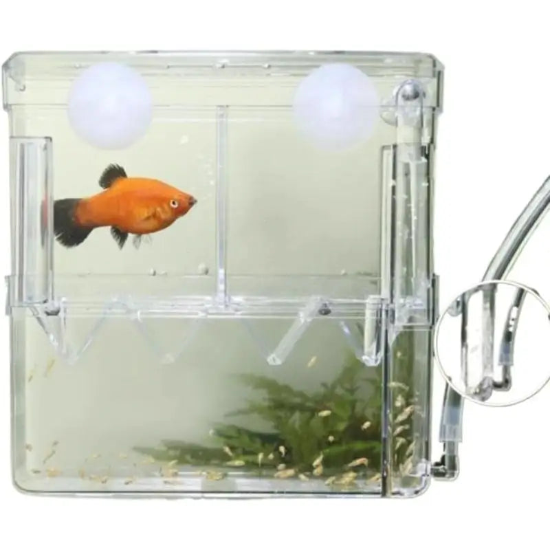 Acrylic isolation box, fish tank incubator, aquaculture box, aquarium supplies, peacock fish aquaculture box, aquarium Taj Home Store