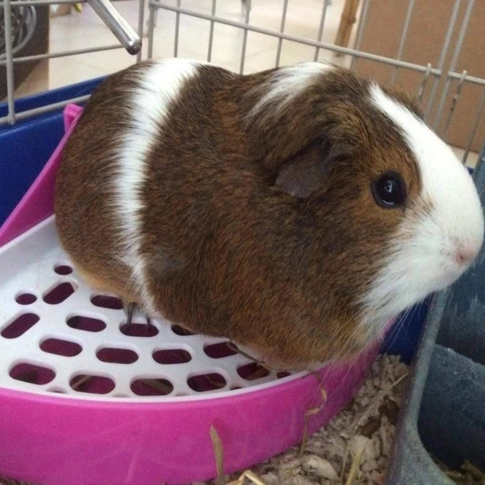 Small Pet Toilet Small Animal Litter Tray Corner for Hamster Guinea Pig Ferret Gerbil Chinchilla Pet Small Rat Toilet Taj Home Store