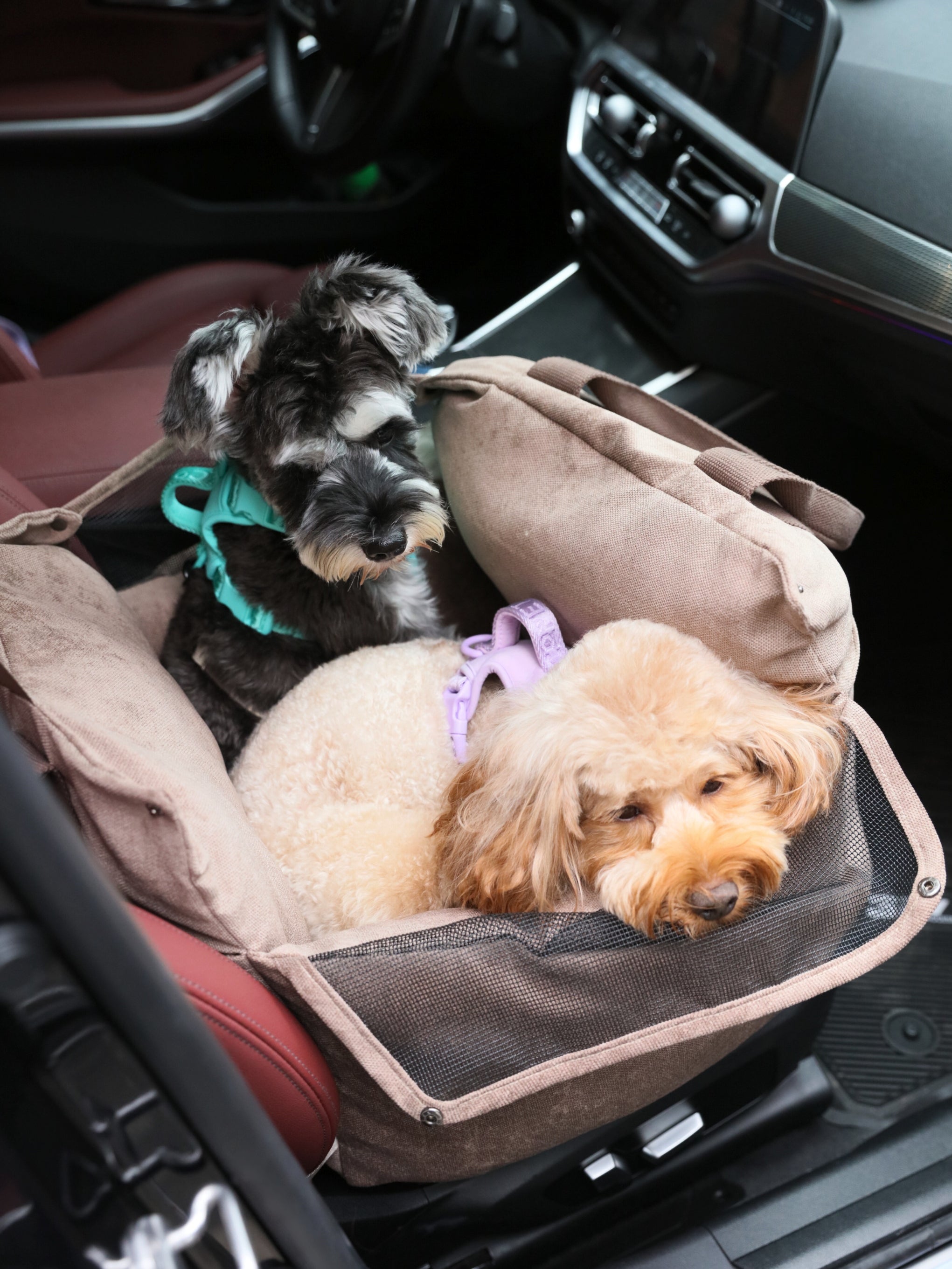 Puff Guard Dog Car Seat - Blue DC-PEHOM