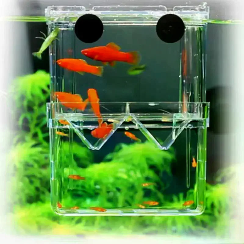 Acrylic isolation box, fish tank incubator, aquaculture box, aquarium supplies, peacock fish aquaculture box, aquarium Taj Home Store