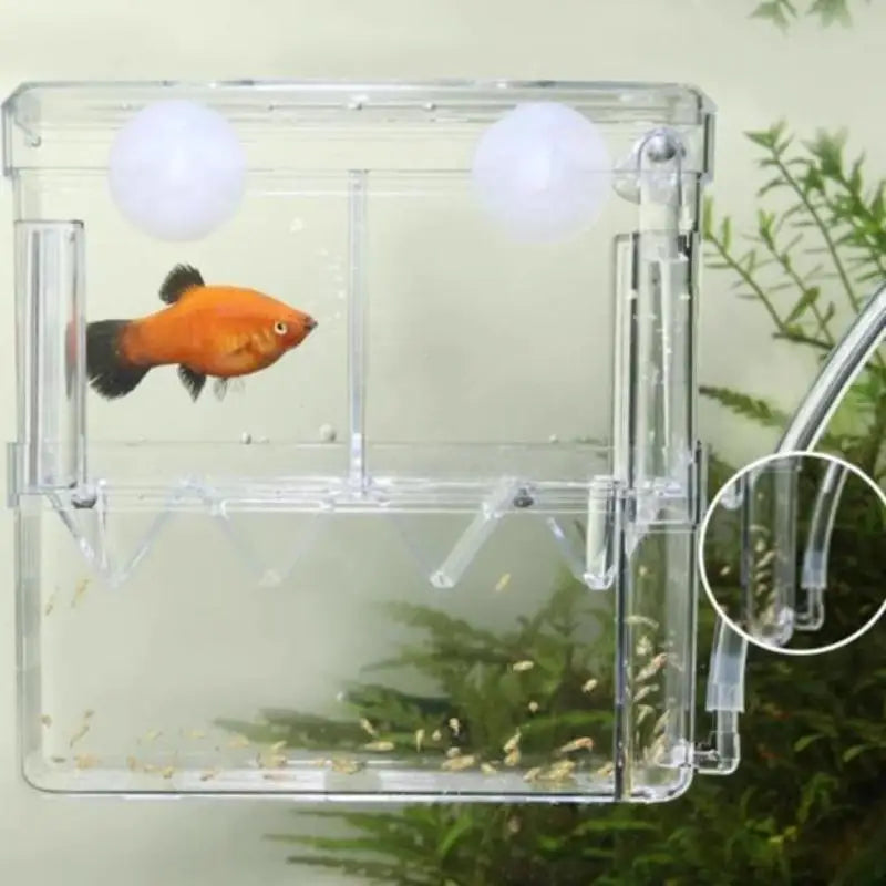 Acrylic isolation box, fish tank incubator, aquaculture box, aquarium supplies, peacock fish aquaculture box, aquarium Taj Home Store